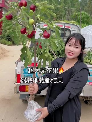 #无花果树苗#耐寒品种南方北方都可以种植#盆栽地栽阳台庭院都可以种植