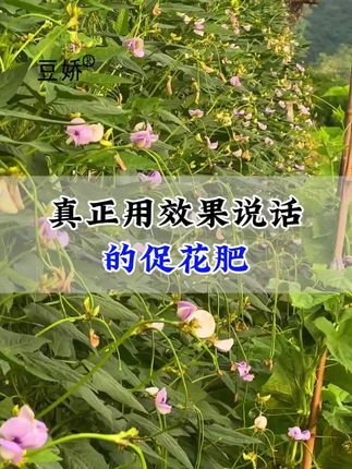 种豆角,就用它 #豆角种植 #豆角种植技术