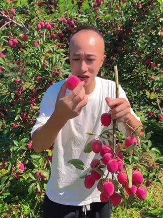 专【中大果】东北特产鸡心果嘎嘎甜脆爆汁新鲜采摘当季水果#水果