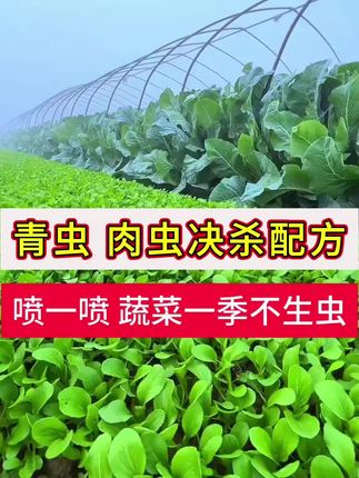 蔬菜地有虫子的一定要试试这个方法#蔬菜种植 #白菜种植 #氯虫苯甲酰胺 #病虫害防治用药方案
