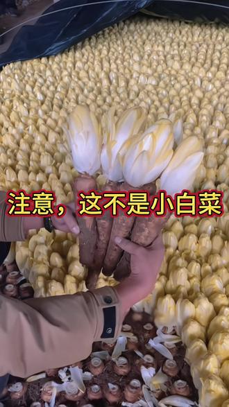 金玉兰菜 金玉兰菜#三农#二创#漂亮饭