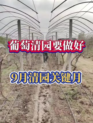 葡萄清园要做好,9月是清园的关键月#葡萄种植 #葡萄清园 #葡萄清园配方 #葡萄高产
