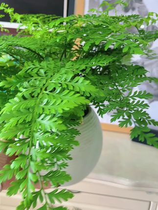 #吉姆蕨盆栽#绿植盆栽 #爱生活爱养花 #净化空气 #室内绿植