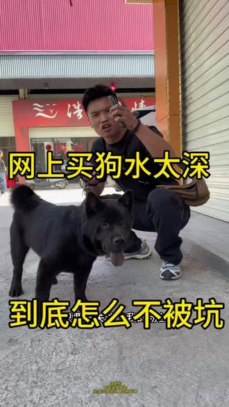 网上选狗狗怎么样才能不上当? #五黑犬 #中华田园犬 #vlog十亿流量扶持计划 #萌宠推荐官 @抖音