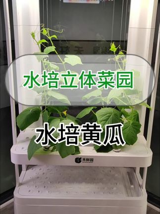 参加家里的菜园,冬天也能吃到自己种的黄瓜啦 #种菜 #阳台种菜 #家庭种植 #水培植物