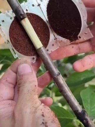 快速得到果树花树大苗#高压繁殖 #高压繁殖新植株