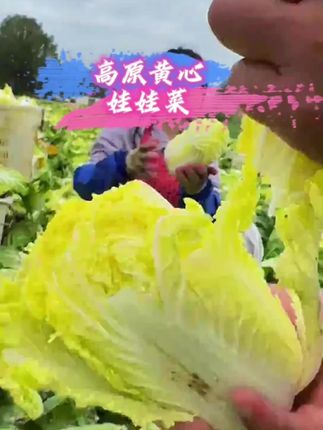 黄心娃娃菜甘肃祁连山高原娃娃菜新鲜火锅食5斤/9斤坏菜包赔#蔬菜 #快来一起尝个鲜 #娃娃菜 #我的乡村生活 #口感特别好