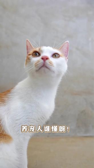 告别宠物尿骚味!源头分解异味超省心 养宠家庭最怕家里一股尿骚味,喷香水根本没用还刺鼻~
这款沐茸星宠除臭喷雾是源头分解异味,不是简单遮盖!
拥有 99.99% 抑菌率,经口无毒检测、12 大零添加,不含酒精甲醛,宠物少量舔舐也安心。
猫砂盆、狗窝、沙发、地板都能喷,还能防静电、柔顺毛发。
青苹果、橙糖两种好闻香型,500ml 大容量,养宠家庭放心囤✅
#宠物除臭喷雾 #养宠家庭必备 #猫咪除臭 #狗狗除味 #猫砂盆除臭