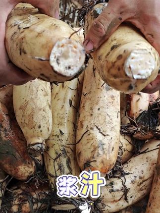 莲藕浆汁浓郁,新鲜美味 洪湖原产地的一根好莲藕,现挖现发好品质#洪湖粉藕 #藕汤 #莲藕排骨汤 #热门小助手