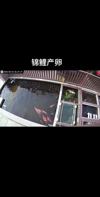 #锦鲤产卵#锦鲤孵化 锦鲤产卵前的征兆主要表现为腹部膨大、行为焦躁、雄鱼追逐及食欲减退。在产卵前,雌鱼腹部会明显鼓起,雄鱼频繁追逐雌鱼,鱼群活动异常活跃,这些现象通常发生在水温适宜(约20℃)的繁殖季节。
主要征兆及表现
腹部膨大
雌鱼腹部会显著鼓起,尤其在侧面观察时呈现圆润或方形轮廓。这一变化是卵巢发育成熟的表现,但需与肥胖或疾病区分。
雄鱼追逐行为
雄鱼会成群围绕雌鱼并频繁追逐,通过摩擦雌鱼腹部刺激排卵。此行为在产卵前数小时至一天内尤为明显。
焦躁不安与躲藏倾向
雌鱼产卵前常表现出游动加快、频繁撞击鱼缸壁或躲藏于水草、遮蔽物附近,以寻找合适产卵环境。
食欲减退
雌鱼摄食量减少甚至停食,雄鱼也可能因专注追逐而减少进食。