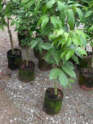 桂花香荔枝树苗