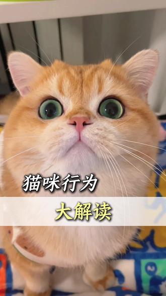 猫咪行为大解读#猫咪行为 #养猫必看 #宠物行为学 #养猫 #涨知识