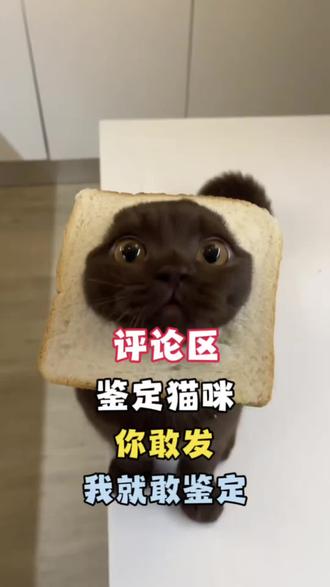 评论区鉴定猫咪#猫咪鉴定 #鉴定猫咪