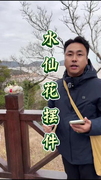 这盆水仙花过年放家里非常好看!
#水仙花 #摆件