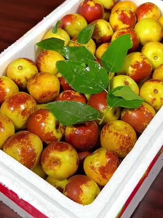 #各省有自己的丰收美食 每年秋冬必回购的陕西大荔冬枣终于来啦~ 每一颗都圆润饱满,像小乒乓球一样可爱! 皮薄肉脆,咬下去清甜爽口,汁水足还不腻核~ 果园现摘直发,没有复杂添加,就是自然成熟的好味道!家里老人小孩都能放心吃,孕妇也超适合~ 真心安利给喜欢脆甜水果的你,这个季节的新鲜感它给了#抖音新农人 #应季水果 #优质水果 #陕西大荔冬枣