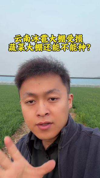 云南冰雹大棚受损,往后这蔬菜大棚还能种吗?#蔬菜种植#蔬菜价格 #西红柿种植 #硕士小王 #蔬菜种苗