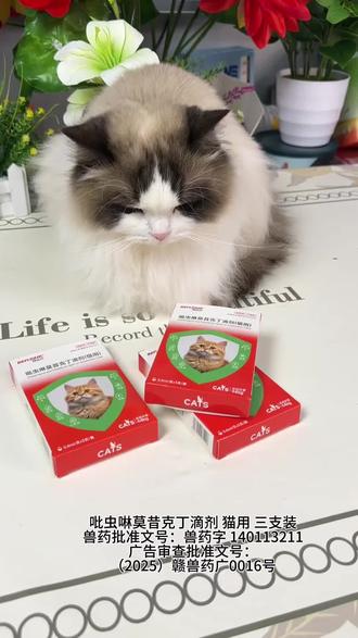 给猫猫驱虫就用拜达尔内外同驱,简单方便经济实惠#萌宠好物 #猫咪驱虫#新手养猫 @DOU+小助手