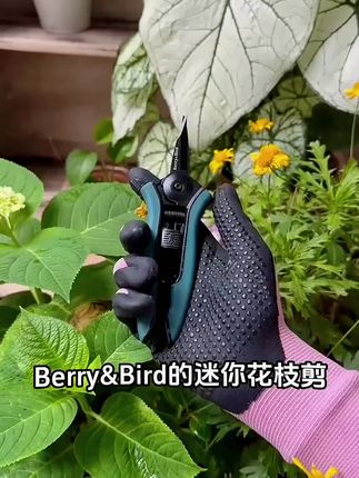 花剪园花艺修枝剪嫰叶家用阳台花卉盆栽插花店省力剪刀#花艺剪刀#花艺修枝剪 #花卉修枝剪 #花店剪刀#园艺剪刀