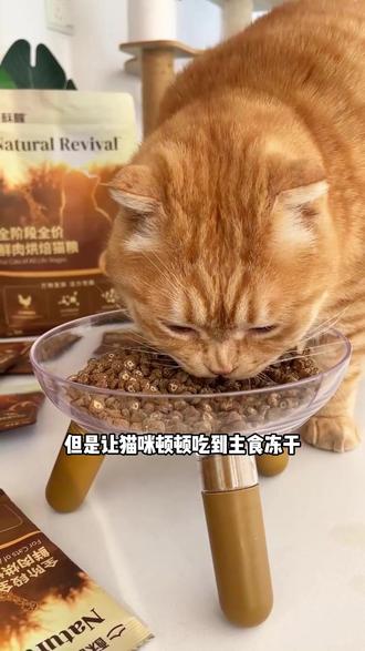 酥醒猫粮的优惠车开来了!赶紧上车 #猫粮 #烘焙猫粮 #酥醒猫粮 #新手养猫
