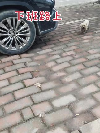 又聪明又可爱又活泼,虽然是个脏脏流浪狗,我还是好喜欢他。#狗狗治愈系