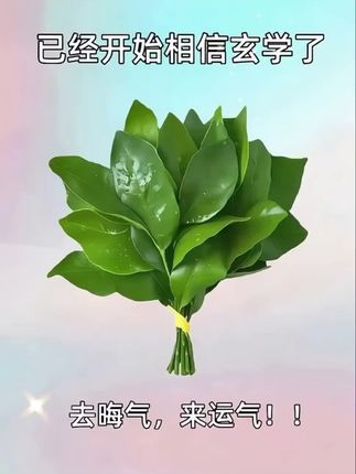 已经开始相信玄学了,去晦气,好运来!我的朋友不许再倒霉了,这是一把去污柚子叶,去晦气,霉运全部退散,顺顺利利,越来越幸运!!#柚子叶去晦气 #赵露思 #玄学 #柚子叶 #好运连连 @抖加🔥上热门🔥dou+🔥热点宝 @生活服务热点中心