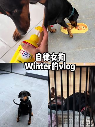 自律女狗Winter的vlog~#自律狗 #狗狗vlog #狗狗也无法拒绝水晶鞋 #当你有一个小狗背包 #英优派宠物藻油