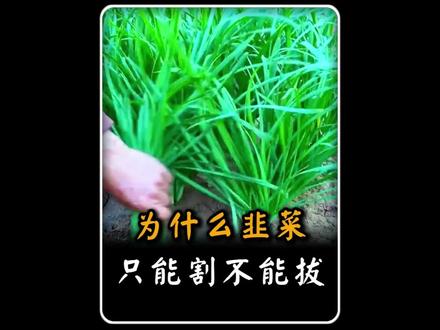 为什么韭菜只能割不能拔? 为什么韭菜只能割不能拔?#冷知识 #省流 #有趣的知识又增长了