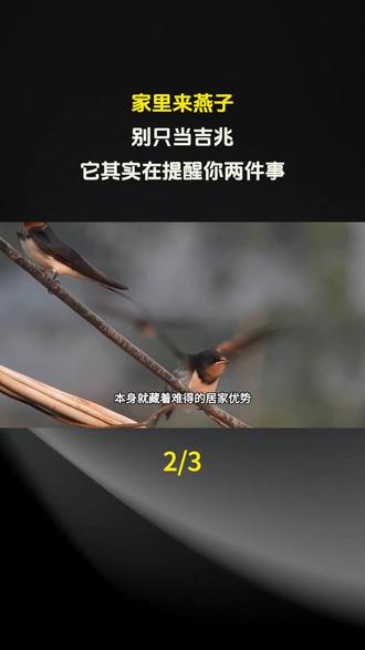 家里来燕子,别只当吉兆,它其实在提醒你两件事!#科普#科普一下#奇闻奇事#奇闻异事#科普知识