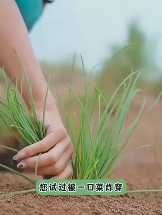 #沙葱 又叫蒙古韭,具有韭菜和葱的混合香味,种植简单#阳台花盆小院均可种植 #沙葱种子