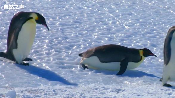 父爱母爱是不分种族的 #企鹅 #动物世界