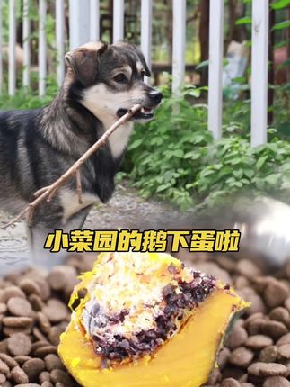 #vlog日常 #原创视频 #狗狗 #萌宠出道计划 @大超园长(幽篁小菜园) @抖音热点 小菜园的鹅竟然下蛋啦!真好,有鹅蛋可以吃了😄😄😄