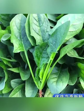 #冻不死的冬根菠菜#蔬菜种子 #在家种菜 #绿色蔬菜 #强烈推荐