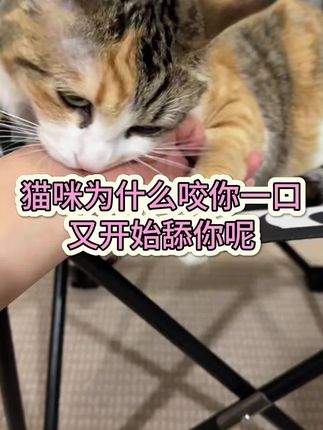 猫咪为什么咬你一口,又开始舔你呢? #萌宠 #养猫经验分享 #新手养猫 #猫咪的迷惑行为 #宠物猫