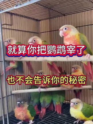 就算把鹦鹉宰了,也不会告诉你的秘密!#鹦鹉鹦鹉萌萌哒逗鹦鹉 #鹦鹉 #鹦鹉小白 #鹦鹉 #养鹦鹉日记