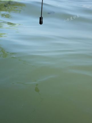 小凤仙醒目高灵敏大物漂,专为钓鲢鳙大物而设计#大物漂 #浮漂鱼漂 #钓大鱼浮漂