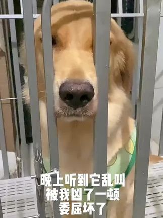 狗笼#狗笼子 #狗笼 #笼子 #大型犬狗笼子 #无限回购的宝藏单品