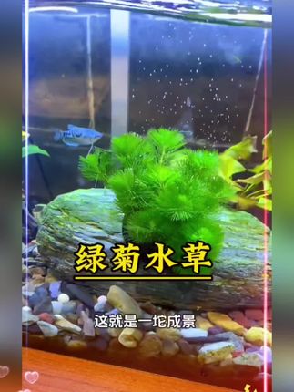绿菊坨草水草植物活体真草绿植水草懒人新手水草鱼缸造景专用水草#绿菊水草