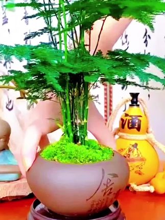#文竹盆栽 #文竹#日常生活 #爰生活爰养花