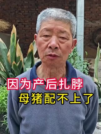 因为产后扎脖子,母猪配不上了#养猪技术 #自繁自养母猪 #母猪养殖技术