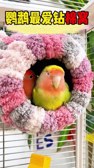 鹦鹉过冬刚需!这个棉窝又轻又暖,还能挂在笼子里,小鸟住得舒服,铲屎官超省心#鸟窝 #鹦鹉棉窝