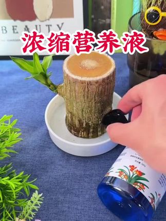 植物根系弱。快用营养液试试,瓜果花卉都能用,灌根喷叶,省心方便