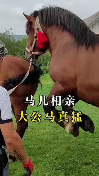 爱马如命!助农帮帮团带你揭秘马背上的致富密码!