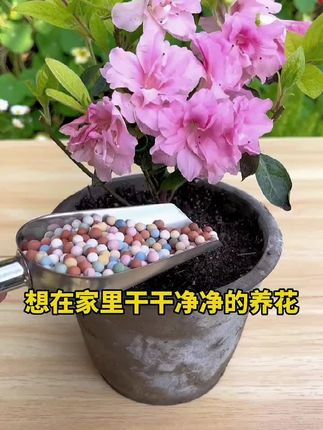 想在家里干净的养花,可以铺上这个彩色陶粒。美观防虫防尘、水培装饰。#彩色陶粒 #养花小知识 #每天跟我涨知识 #绿植盆栽 #爱生活爱养花