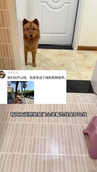 土松还是很乖的#写给小狗的歌 #土松 #狗狗洗澡 #萌宠日常记录 #中华田园犬