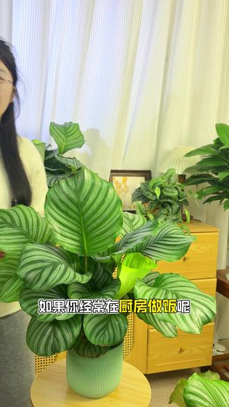 如果你在厨房做饭可以看看这款青苹果 #青苹果 #青苹果竹芋 #养花人的乐趣 #净化空气 #绿植推荐