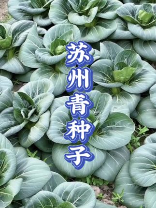 家人们,你们要找的黑叶苏州青种子来了!,它生长周期较短,可以耐热抗寒,无论是清炒还是炖汤都鲜香美味,关键种植还简单,撒上种子浇浇水就可以,喜欢的话你也种些吧。#蔬菜种子 #苏州青种子 #青菜种子#在家种菜#上海青