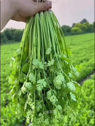 四季种植香菜种子 #家庭种植纯天然绿色蔬菜 #抖音二创激励计划