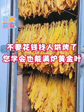 不要花钱找别人烘烤了 学会这招也能满炉黄金叶 #烤烟#烤烟种植技术与管理#烤烟种植#烟草#满炉金@抖音小助手 @抖音创作灵感 @抖音创作小助手