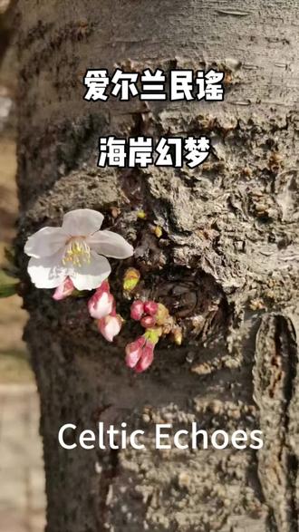 #爱尔兰歌曲#海岸梦幻#一听就静下来