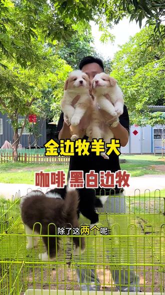 高智商高情商,边境牧羊犬。是你喜欢的菜吗?#萌宠出道计划 #广州犬舍#广州边牧 #边境牧羊犬 #家庭伴侣犬